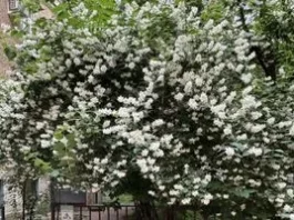 Великий травневий обман: чому ваш жасмин насправді не жасмин?