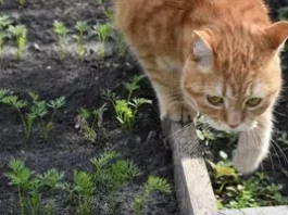 Що вирощувати в затінених куточках городу: поради та рекомендації