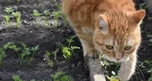 Що вирощувати в затінених куточках городу: поради та рекомендації