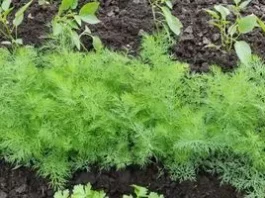 Чому кріп процвітає в щілинах асфальту, але не на грядках?