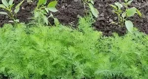 Чому кріп процвітає в щілинах асфальту, але не на грядках?