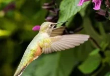 Життя без губ: як колібрі нас усіх обманули