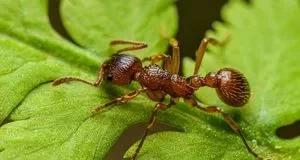 Навіть у мурах є свій спа-салон (і безкоштовна стоматологія)