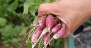 Чому редиска тріскається? 4 помилки, що псують урожай