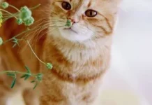 Котяча м’ята чи мататабі: що оберуть коти?