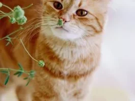 Котяча м’ята чи мататабі: що оберуть коти?