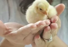 Чому пологи болючі не лише для людей: що показали дослідження ссавців