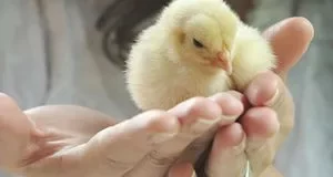 Чому пологи болючі не лише для людей: що показали дослідження ссавців