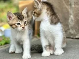 Нове бачення одомашнення котів змінює наші уявлення