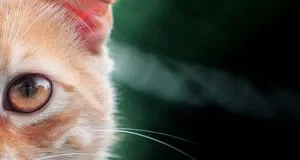 Дивовижні здібності котів, які іноді дивують їхніх господарів