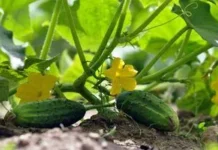 Профілактика хвороб огірків: що варто знати про молоко, йод і зеленку