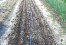 Чому червнева морква часто вдається краще за травневу і як посіяти її «по-хитрому»