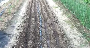 Чому червнева морква часто вдається краще за травневу і як посіяти її «по-хитрому»