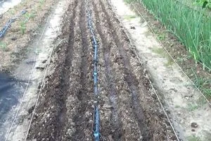 image Чому червнева морква часто вдається краще за травневу і як посіяти її «по-хитрому»