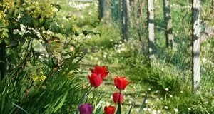 Що робити з тюльпанами після цвітіння: обрізування, викопування і зберігання цибулин