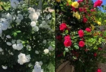 Липневий догляд за трояндами: як зберегти великі бутони у спеку