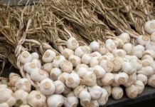 Часник знижує статеву активність комарів: як це пояснили вчені