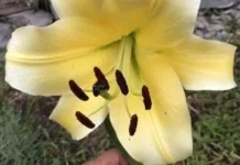 Догляд за ліліями після цвітіння: правильна обрізка та підживлення Догляд за ліліями після цвітіння: правильна обрізка та підживлення