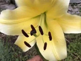 Догляд за ліліями після цвітіння: правильна обрізка та підживлення