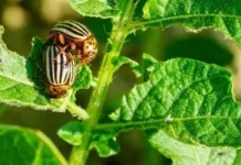 Як захистити картоплю від колорадського жука і фітофторозу без крайнощів