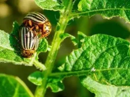Як захистити картоплю від колорадського жука і фітофторозу без крайнощів Як захистити картоплю від колорадського жука і фітофторозу без крайнощів
