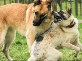 Чи страждає кобель, якщо ніколи не має самки: розбираємо міф