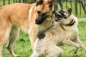 image Чи страждає кобель, якщо ніколи не має самки: розбираємо міф