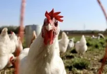 Чому в Україну масово везли лише «ніжки Буша», а не цілу американську курку Чому в Україну масово везли лише «ніжки Буша», а не цілу американську курку