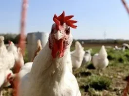 Чому в Україну масово везли лише «ніжки Буша», а не цілу американську курку