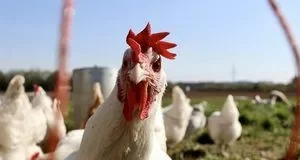 Чому в Україну масово везли лише «ніжки Буша», а не цілу американську курку Чому в Україну масово везли лише «ніжки Буша», а не цілу американську курку