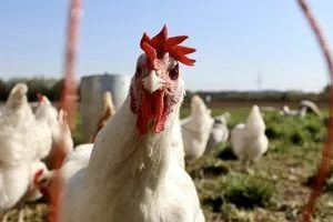 image Чому в Україну масово везли лише «ніжки Буша», а не цілу американську курку