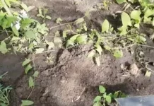 Як позбутися берізки польової на городі без марних зусиль