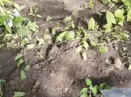 Як позбутися берізки польової на городі без марних зусиль Як позбутися берізки польової на городі без марних зусиль
