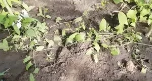 Як позбутися берізки польової на городі без марних зусиль