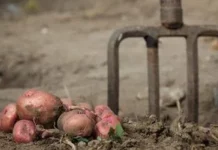 Коли копати картоплю: надійні ознаки стиглості без помилкових прикмет Коли копати картоплю: надійні ознаки стиглості без помилкових прикмет