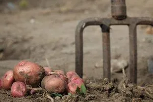 image Коли копати картоплю: надійні ознаки стиглості без помилкових прикмет