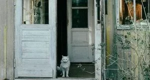 Навіщо першою впускати кішку до нового будинку: народні прикмети переселення Навіщо першою впускати кішку до нового будинку: народні прикмети переселення