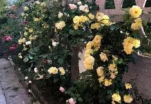 Як підготувати троянди до зимівлі: серпневий догляд і обробки Як підготувати троянди до зимівлі: серпневий догляд і обробки