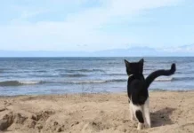 5 порід котів, які зазвичай не бояться води
