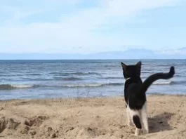 5 порід котів, які зазвичай не бояться води