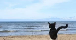 5 порід котів, які зазвичай не бояться води