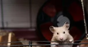 Чотири дії, які дратують хом’яків і провокують на укус