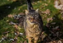 Чому кішки та собаки перед смертю намагаються піти з дому і як має діяти господар Чому кішки та собаки перед смертю намагаються піти з дому і як має діяти господар