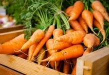 Мити чи не мити моркву перед зберіганням: особистий досвід і головні умови