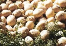 Як підготувати ґрунт після фітофтори на картоплі без шкоди для землі Як підготувати ґрунт після фітофтори на картоплі без шкоди для землі