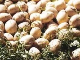 Як підготувати ґрунт після фітофтори на картоплі без шкоди для землі