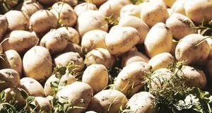 Як підготувати ґрунт після фітофтори на картоплі без шкоди для землі
