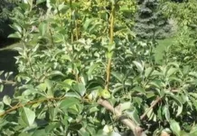 Як впоратися з вовчками на груші без шкоди для врожаю