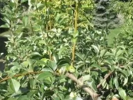 Як впоратися з вовчками на груші без шкоди для врожаю