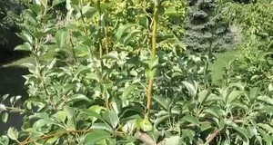 Як впоратися з вовчками на груші без шкоди для врожаю